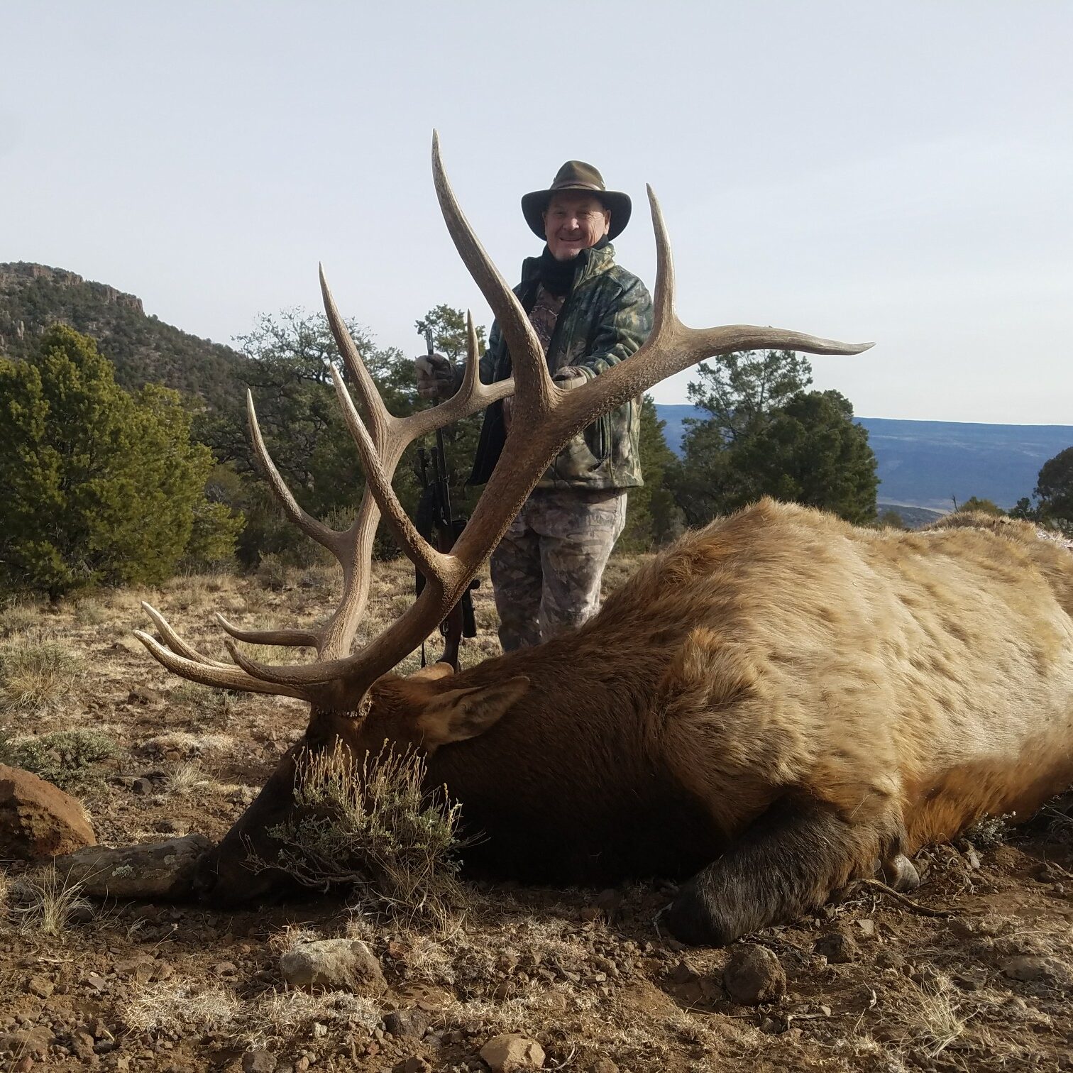 Utah Bull Elk