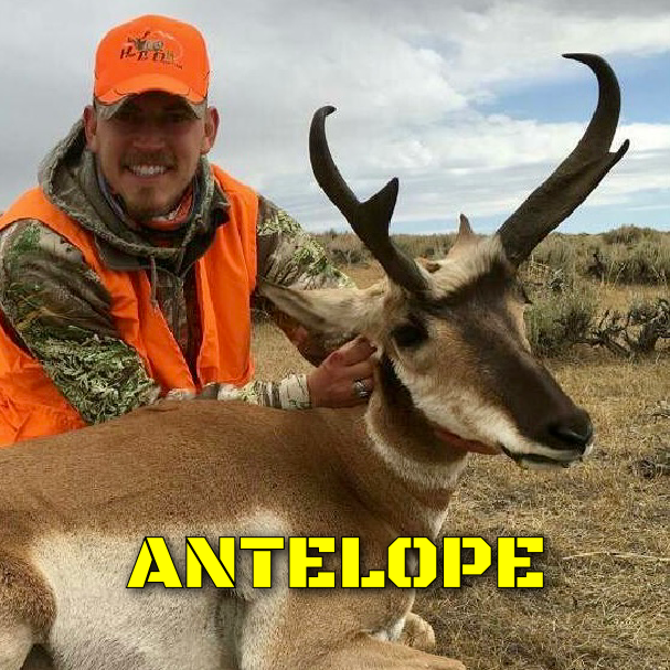 Utah Pronghorn Antelope