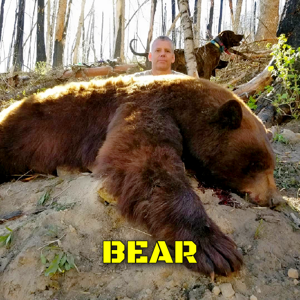 Utah Black Bear